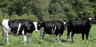 Gusano Barrenador: Maga inspecciona a animales en puestos de control. Foto La Hora: EFE.