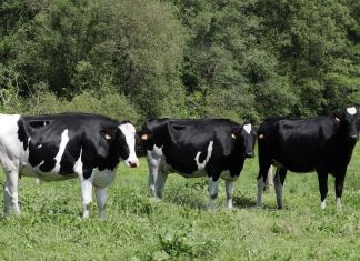 Estados Unidos confirma primer caso de gusano barrenador del Nuevo Mundo en un bovino de Texas Gusano Barrenador: Maga inspecciona a animales en puestos de control. Foto La Hora: EFE.