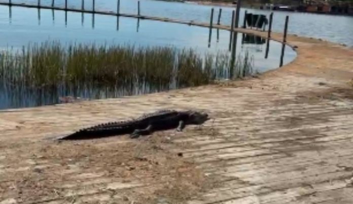 muelle sna benito parque Veterinarios de ARCAS realizaron la evaluación, pero no pudieron comprobar la causa de su muerte por el estado de descomposición en que se encontraba el ejemplar. Foto La Hora: captura de pantalla César Soler/FB