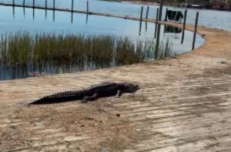 Cautiverio o enfermedad crónica: las hipótesis del Conap tras hallar un cocodrilo muerto en Petén Veterinarios de ARCAS realizaron la evaluación, pero no pudieron comprobar la causa de su muerte por el estado de descomposición en que se encontraba el ejemplar. Foto La Hora: captura de pantalla César Soler/FB