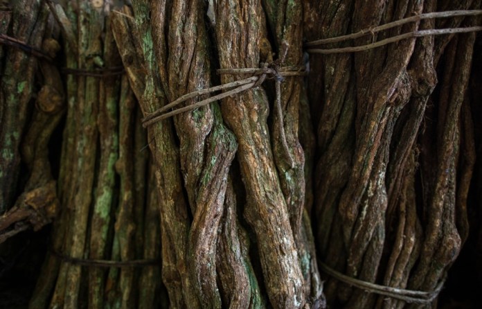 Estudian componentes de la ayahuasca para reducir la muerte de neuronas con el Parkinson. Foto: onapalmtree / Shutterstuck)