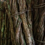 Estudian componentes de la ayahuasca para reducir la muerte de neuronas con el Parkinson. Foto: onapalmtree / Shutterstock)