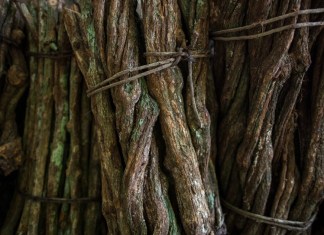 De la selva amazónica al laboratorio: el potencial de la ayahuasca contra el Parkinson Estudian componentes de la ayahuasca para reducir la muerte de neuronas con el Parkinson. Foto: onapalmtree / Shutterstock)