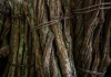 De la selva amazónica al laboratorio: el potencial de la ayahuasca contra el Parkinson Estudian componentes de la ayahuasca para reducir la muerte de neuronas con el Parkinson. Foto: onapalmtree / Shutterstuck)
