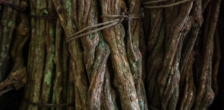 De la selva amazónica al laboratorio: el potencial de la ayahuasca contra el Parkinson Estudian componentes de la ayahuasca para reducir la muerte de neuronas con el Parkinson. Foto: onapalmtree / Shutterstuck)