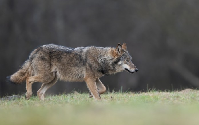 Lobo