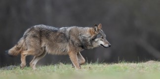 Lobo