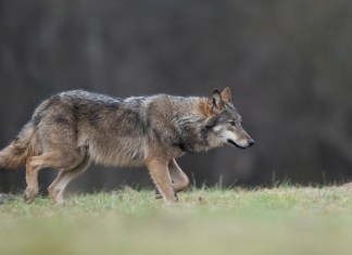 El valor de la amabilidad o por qué los lobos tienen problemas de extinción y los perros no Lobo