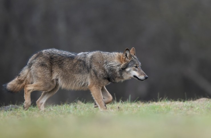 Lobo