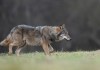 Lobo