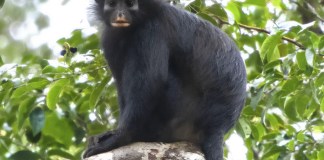 Descubren a likweli, una nueva especie de mono de labios anaranjados Los lugareños conocen al mono como likweli. Foto: EFE.