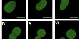 Científicos crearon la primera célula sintética capaz de crecer y reproducirse Así se vio a la célula sintética dividiéndose, un hito en la ciencia. Foto: EFE / Kate Adamala, Laboratorio Adamala.