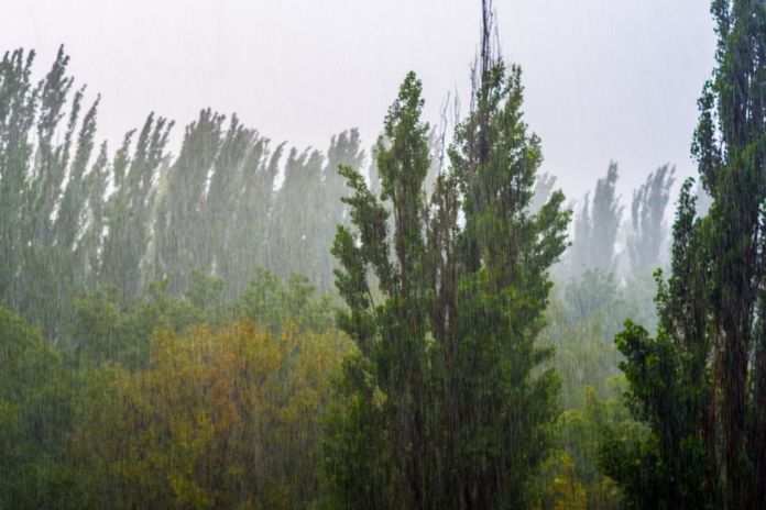 Archivo de lluvia por ingreso de Onda del Este en el territorio nacional Archivo de lluvia por ingreso de onda del Este en el territorio nacional. Foto La Hora: Insivumeh