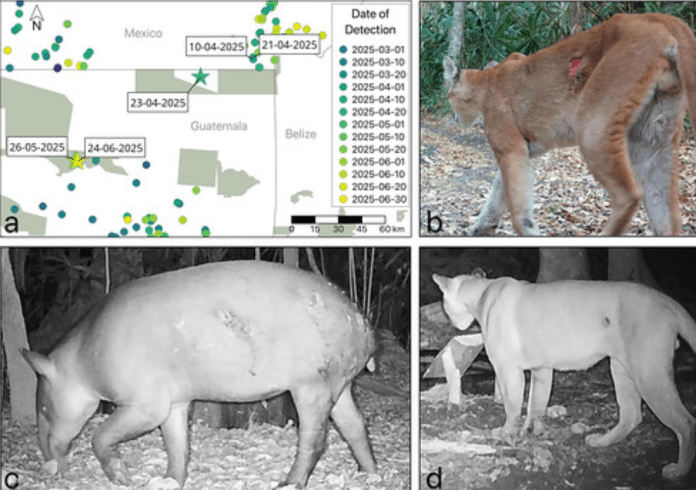 Society for Conservation Biology