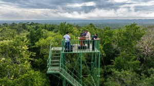 Documental guatemalteco “Selva Maya en Jaque” fue nominado a los Wildscreen Panda Awards 2026
