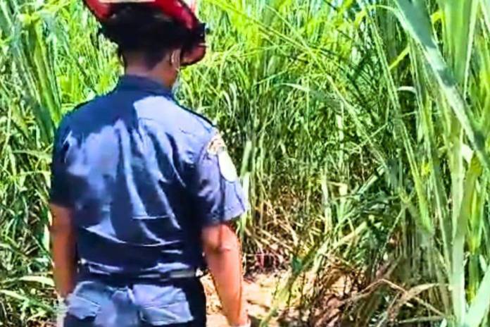 El llanto de una bebé que pasó la noche junto a los restos de sus padres, el hallazgo al sur del país