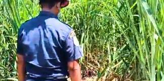 El llanto de una bebé que pasó la noche junto a los restos de sus padres, el hallazgo al sur del país