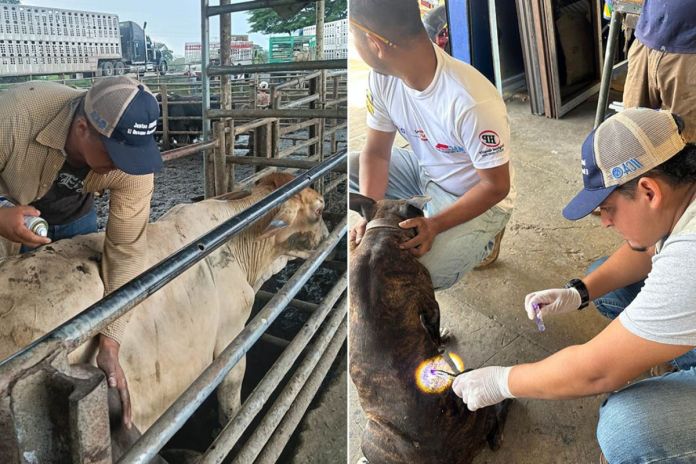 Revisión de animales para prevenir casos de gusano barrenador. Foto La Hora: MAGA