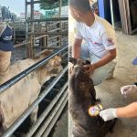 Revisión de animales para prevenir casos de gusano barrenador. Foto La Hora: MAGA