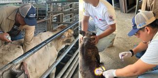 Revisión de animales para prevenir casos de gusano barrenador. Foto La Hora: MAGA