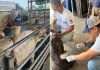 Revisión de animales para prevenir casos de gusano barrenador. Foto La Hora: MAGA