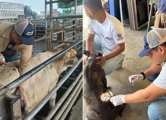 Más de 245 mil animales fueron inspeccionados como prevención contra el gusano barrenador Revisión de animales para prevenir casos de gusano barrenador. Foto La Hora: MAGA