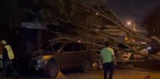 Caída de árbol ocasiona daños a dos autos y afecta movilidad vehicular en zona 13 Dos vehículos resultaron dañados tras el desplome del árbol en la zona 13 y afectó el paso vehicular. Foto La Hora: captura de pantalla Policía MT