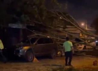 Caída de árbol ocasiona daños a dos autos y afecta movilidad vehicular en zona 13 Dos vehículos resultaron dañados tras el desplome del árbol en la zona 13 y afectó el paso vehicular. Foto La Hora: captura de pantalla Policía MT