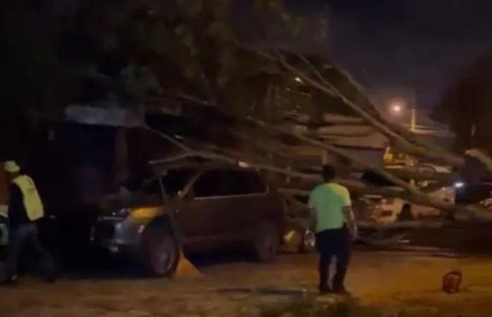 arbol caido zona 13 Dos vehículos resultaron dañados tras el desplome del árbol en la zona 13 y afectó el paso vehicular. Foto La Hora: captura de pantalla Policía MT