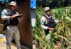 PNC remitirá denuncias por la quema de cultivos que afectó a cuatro agricultores en la aldea San José Calderas, en el municipio de San Andrés Itzapa.
