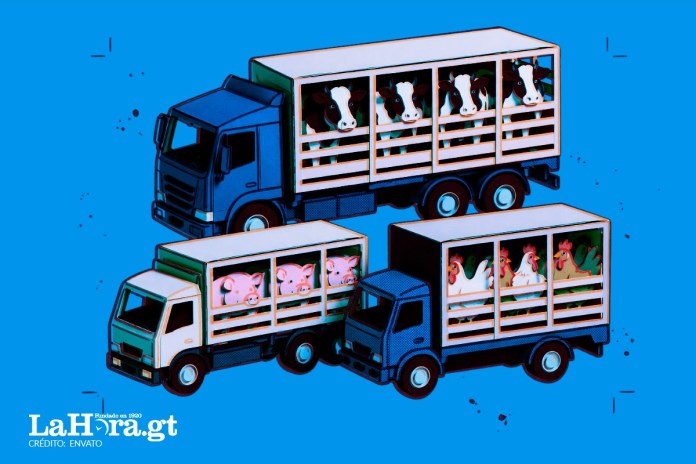 El MAGA inició un sistema para rastrear la forma en que el ganado en Guatemala es movilizado en el territorio para el control sanitario.