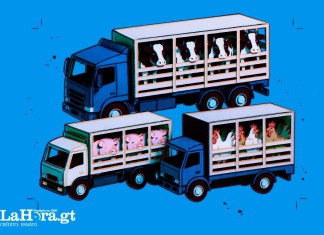 El MAGA inició un sistema para rastrear la forma en que el ganado en Guatemala es movilizado en el territorio para el control sanitario.