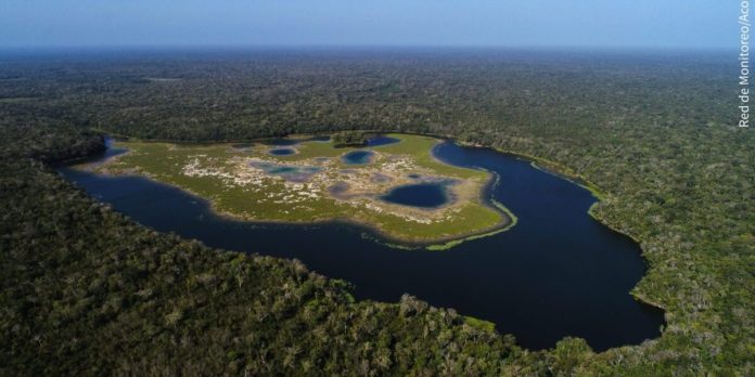 León, puma  y otros animales en Petén afectados por el gusano barrenador propagado por el ganado ilegal