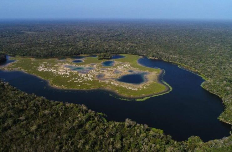 Pumas, tapir, tacuazín y otros animales en Petén afectados por el gusano barrenador propagado por el ganado ilegal León, puma y otros animales en Petén afectados por el gusano barrenador propagado por el ganado ilegal