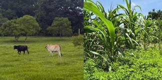 Ante lluvias y calor, Ministerio de Agricultura hace llamado a proteger cultivos y ganado El MAGA emitió recomendaciones ante las fuertes lluvias y altas temperaturas en el país para proteger los cultivos y el ganado.