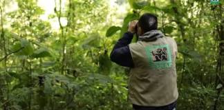 Un guardarrecursos fue retenido por invasores durante un operativo en el Parque Nacional Lagua Lachuá, según Conap.