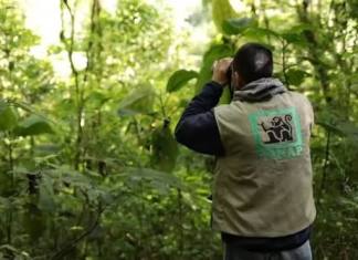 Un guardarrecursos fue retenido por invasores durante un operativo en el Parque Nacional Lagua Lachuá, según Conap.