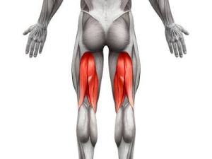 Músculos isquiotibiales. Foto: Fisioterapia en forma.
