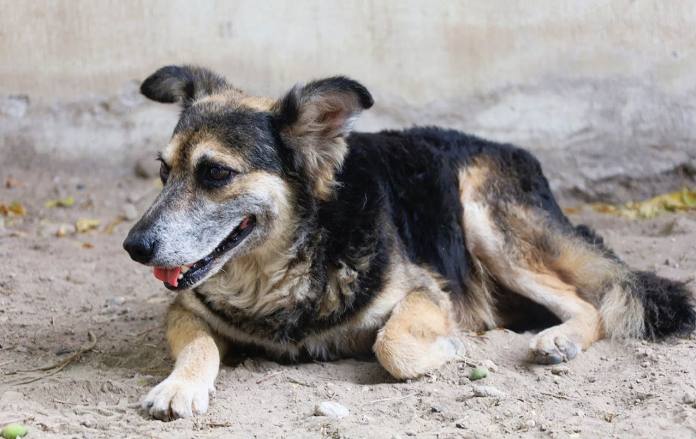 Un perro callejero acostado en la calle.