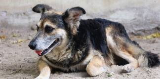 Un perro callejero acostado en la calle.