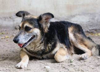 Un perro callejero acostado en la calle.