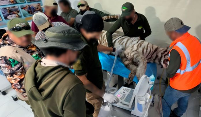 Profepa clausura centro de vida silvestre en Tepetlaoxtoc tras fuga y muerte del tigre Kenzo. Foto La Hora: Profepa