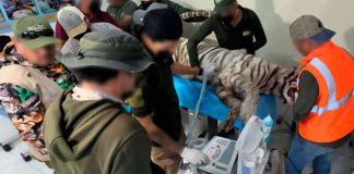 Profepa clausura centro de vida silvestre en Tepetlaoxtoc tras fuga y muerte del tigre Kenzo. Foto La Hora: Profepa