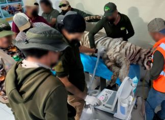 Profepa clausura centro de vida silvestre en Tepetlaoxtoc tras fuga y muerte del tigre Kenzo. Foto La Hora: Profepa