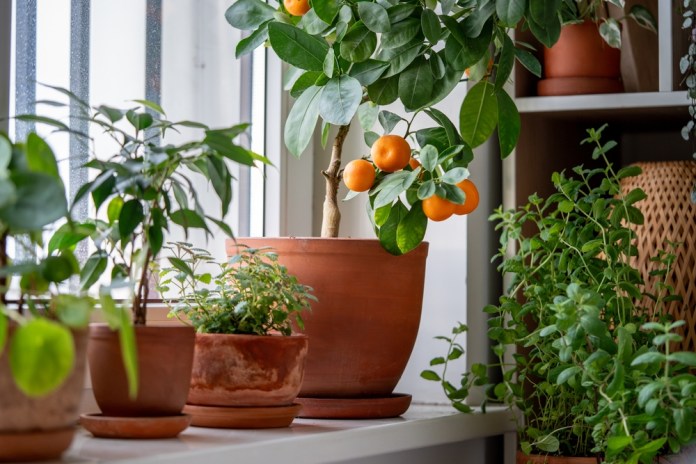 árbol, frutas, casa, maceta Es posible tener árboles frutales en macetas en casa. Foto: DimaBerlin / Shutterstock.