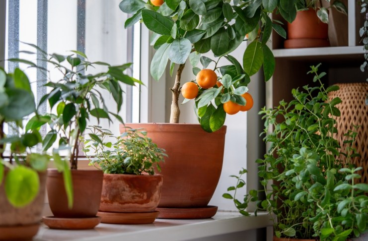 Es posible tener árboles frutales en macetas en casa. Foto: DimaBerlin / Shutterstock.