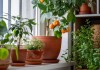 Consejos para plantar árboles frutales en macetas en casa Es posible tener árboles frutales en macetas en casa. Foto: DimaBerlin / Shutterstock.