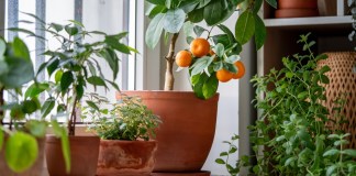 Consejos para plantar árboles frutales en macetas en casa Es posible tener árboles frutales en macetas en casa. Foto: DimaBerlin / Shutterstock.