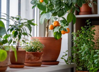 Consejos para plantar árboles frutales en macetas en casa Es posible tener árboles frutales en macetas en casa. Foto: DimaBerlin / Shutterstock.