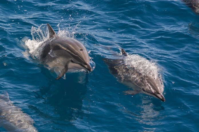 El estudio evaluó la presencia de ciertas sustancias en el cerebro de los delfines, vinculadas al alzhéimer en humanos. Foto: Robert Harding Video / Shutterstock.